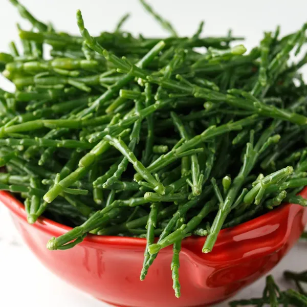 Samphire Grass